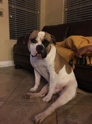 This is Ranger, my American Bulldog.  His job is to terrify and or bite anyone not welcome at my house.  At 110 lbs, and with a head larger than a VW bug, he’s really good at his job.  He has a really F*#king hard head too...don’t ask me how I know.
