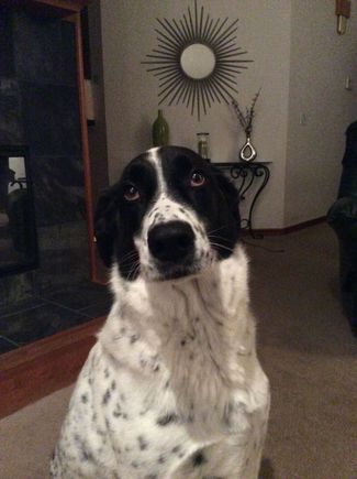 "I don't know why Mr. Skunk sprayed me daddy, all I did was bark good morning to him"