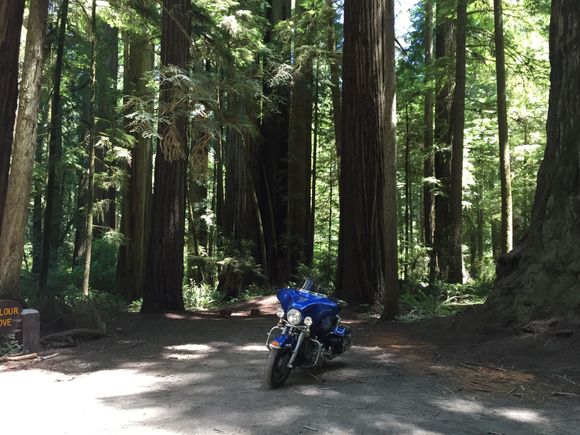 What you just can't imagine is the smell of an Ancient Forest. You need to walk in it for an hour to understand that.