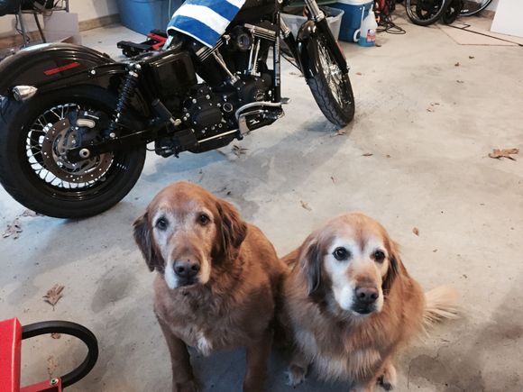 Survived by his sister from the same litter