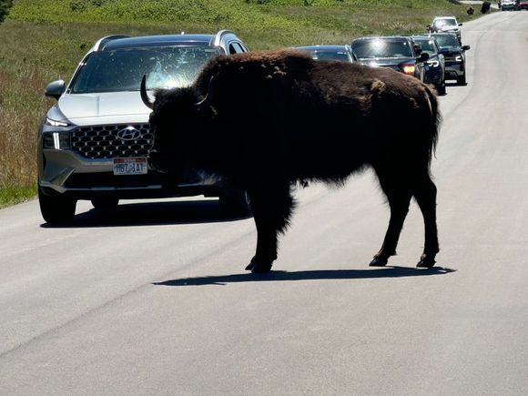 Custer State Park