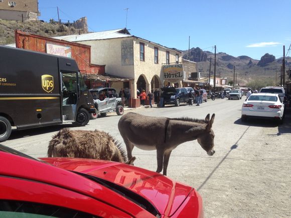 One of my visits to Oatman