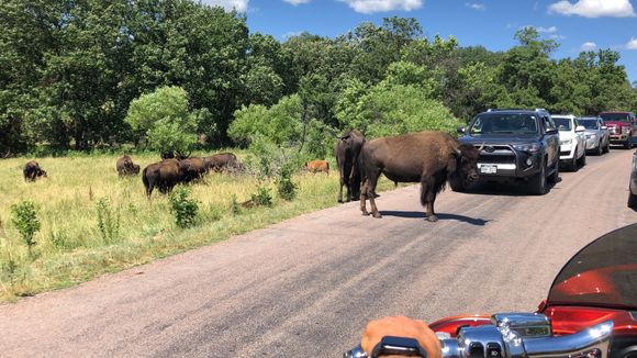 They seem ambivalent about the traffic - this is their backyard...