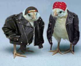 Biker Chicks
