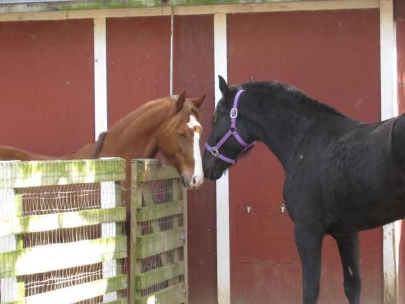 Kidd and eva 09 Feb 08...First day in stall together. It was Eva's first day home.