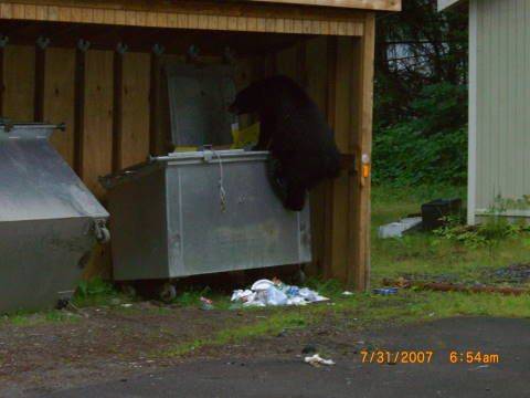 Black bear climbing into the second dumpster