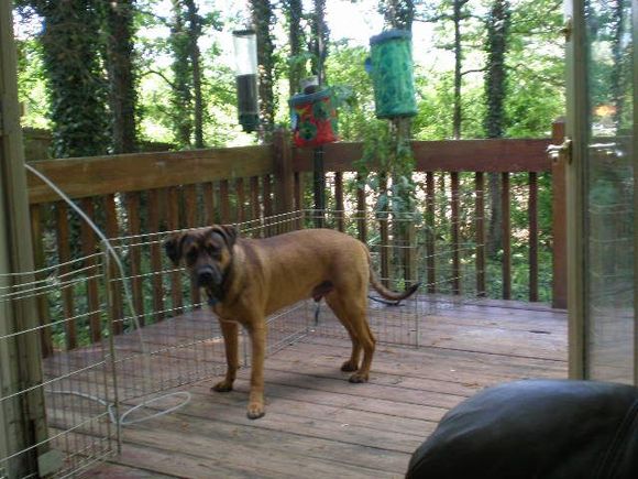 Outdoor Dag on a Deck