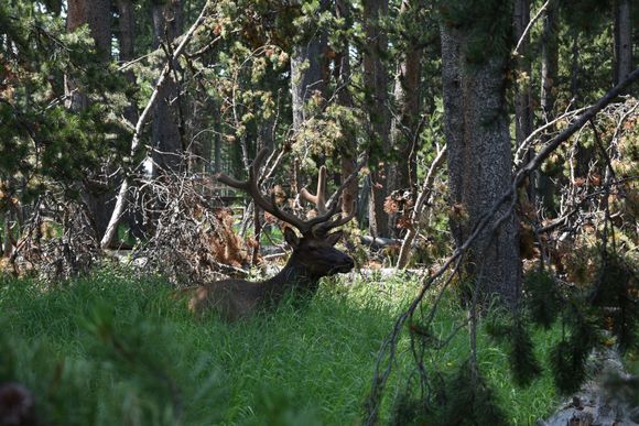 Resting in the woods