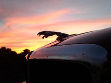 My avatar. Gorgeous Arizona sunset silhouetting the leaper. Look closely, she has a tongue!