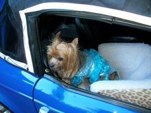 My '76 Tr6 with Koko the dog ,readying for holloween
