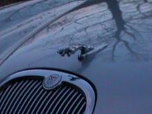 Jag at dusk.