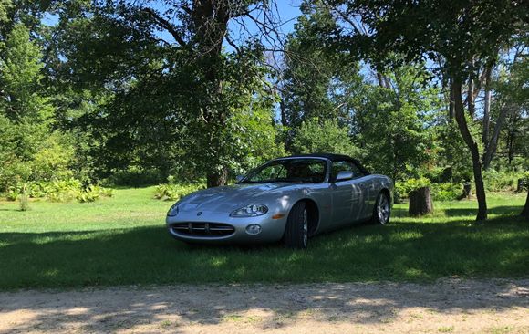 We have two cats here on our farm. One likes to lay in the grass after a bath. The other one kills mice. 