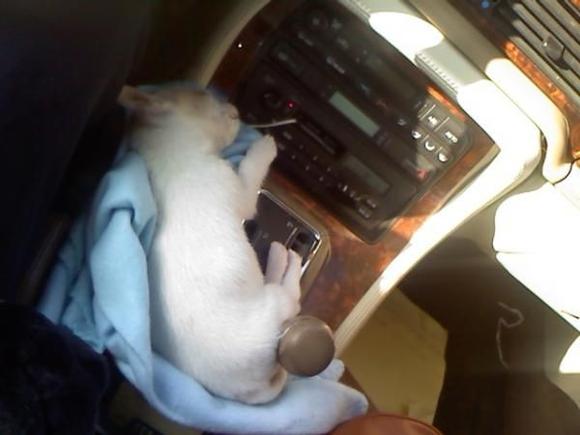 My Puppy at 10 weeks