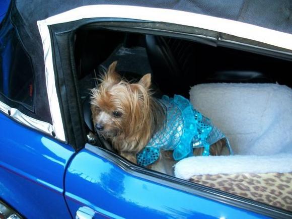 My '76 Tr6 with Koko the dog ,readying for holloween