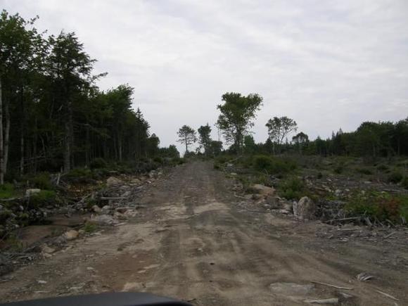 Logging trail