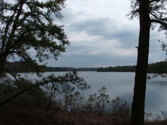 Jersey Pines