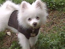 bruiser (My Dog) diggin in the dirt after his bath.. Yeah He's bad!