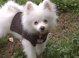 bruiser (My Dog) diggin in the dirt after his bath.. Yeah He's bad!