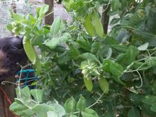 Snow Peas that my other mutt Tucker enjoyed all summer.