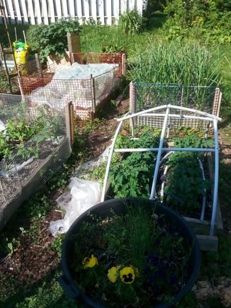Just after last frost this past spring. All the seedlings were planted. 8 Tiny Tim tomato plants are in the box with plastic tubing. We took 80 head of garlic out in Sept. It plants a year ahead so that means the garlic seed was put in right after adding new organic compost. They sit covered and protected and begin growing through the cover leaves in spring. And the cycle continues.