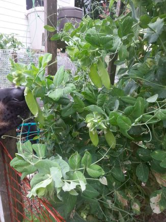 Snow Peas that my other mutt Tucker enjoyed all summer.
