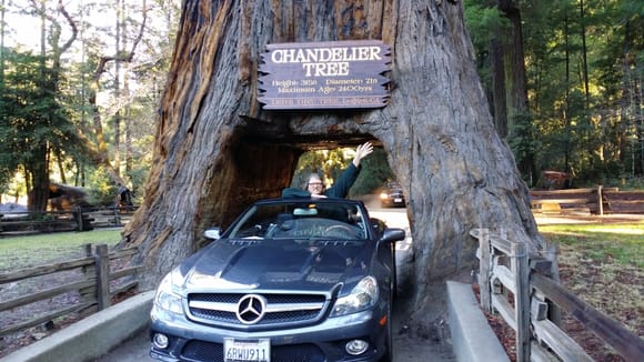 Have you driven through a tree yet? :)
