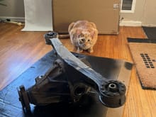 Obligatory cat inspection