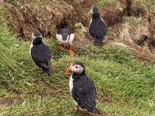 disappeared to iceland for a couple weeks with the missus in a camper. Drove the ring road. Here are some puffins