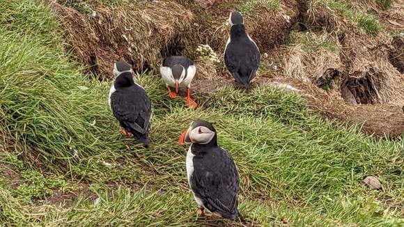 disappeared to iceland for a couple weeks with the missus in a camper. Drove the ring road. Here are some puffins