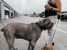 A Cane Corso.  Yup, as big as it looks, but so friendly