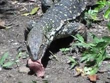 nile monitor1