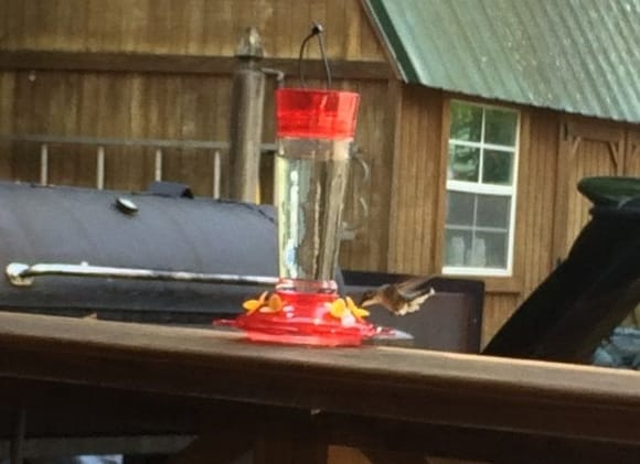 Thanks to Dennis and Jane for the marvelous hummingbirds!