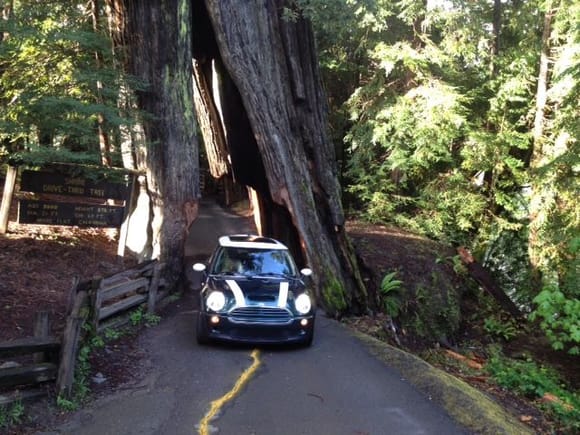 My 05 Mini S in the redwoods