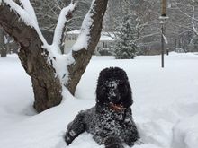 Merlin loves the snow!
