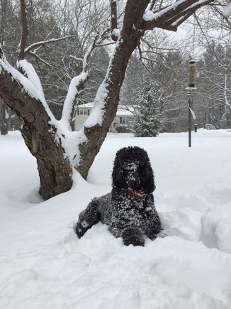 Merlin loves the snow!