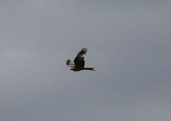 New bird with a variable geometry wing section :-)  