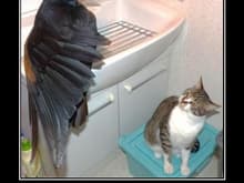 funny pictures cat sees an omen