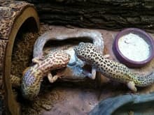 Marjory (R.I.P. lil girl) and Charlie, Leopard Geckos