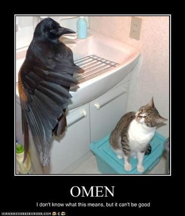 funny pictures cat sees an omen