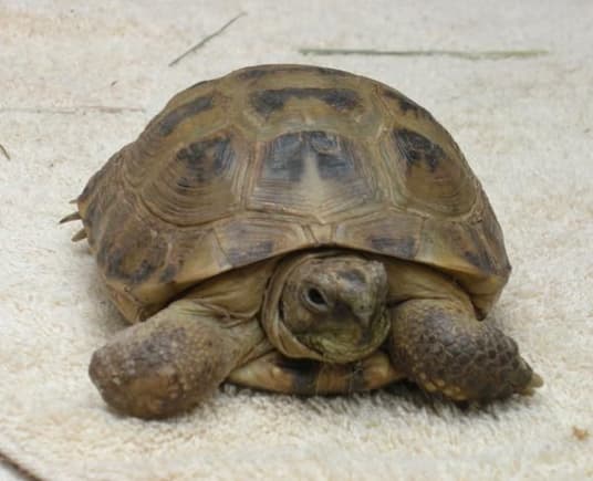 Natalia - russian tortoise
