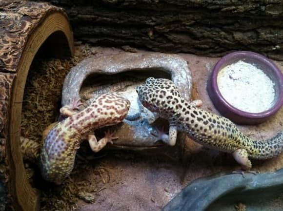 Marjory (R.I.P. lil girl) and Charlie, Leopard Geckos