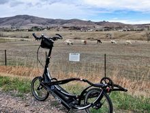^3-31-2018.  Loveland, CO alpacas.