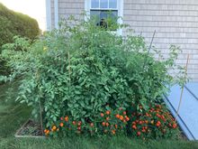 Three cherry tomato plants gone wild. No fertilizer used. All this is Rick’s work. I’m just the helper. I help plant the flowers. He grows the flowers and veggies from seed 
