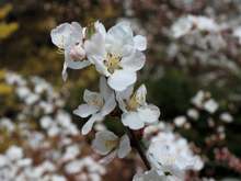 You can also get really close to flowers too. Flower in focus and a nice blurred background.