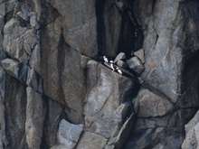 Puffins