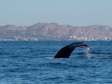 Duh, a whale