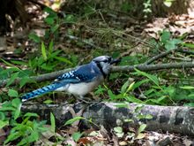 Bluejay/bird? flying around Jamestown