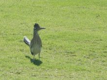 A Roadrunner.  Watch out for that Acme dynamite box up ahead!