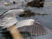 Wings up, head down, gone fishing....?