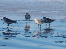 These birds are sanderlings.  I liked how just one of them was in good light.